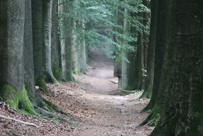 Footpath amidst trees in forest