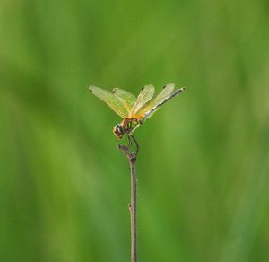 Close-up of dragonfly on leaf