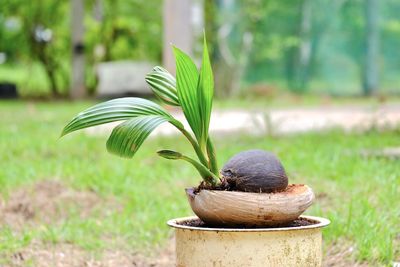 Close-up of potted plant on field