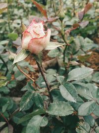 Close-up of flowers