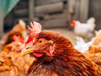 livestock