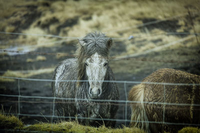 View of an animal on field