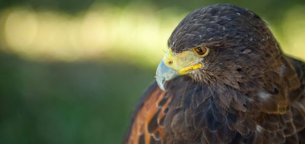 Close-up of kite looking away