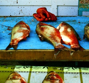 High angle view of fish in container