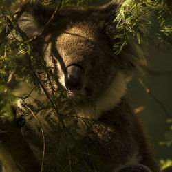 Close-up portrait of koala on tree