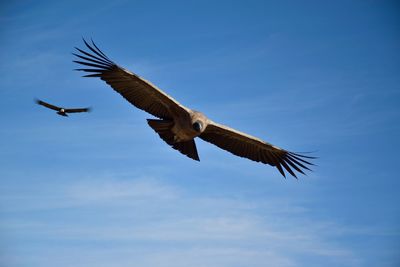 Low angle view of eagle flying in sky