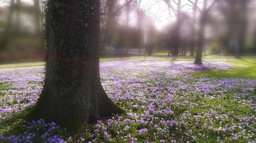 Purple flowers growing on tree