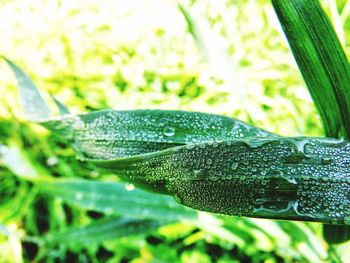 Close-up of raindrops on leaf