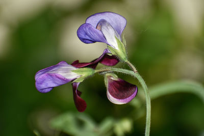 Close-up of purple flowering plant