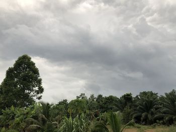 Plants growing on land against sky