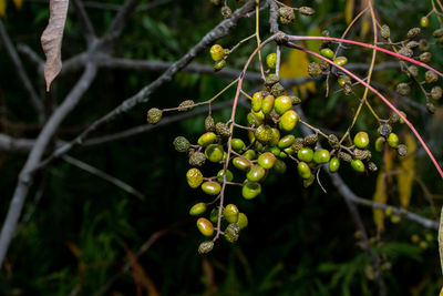 Close-up of berries growing on tree