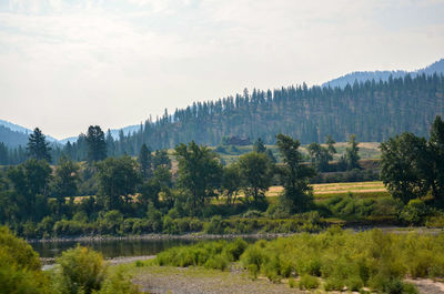 Scenic view of forest against sky