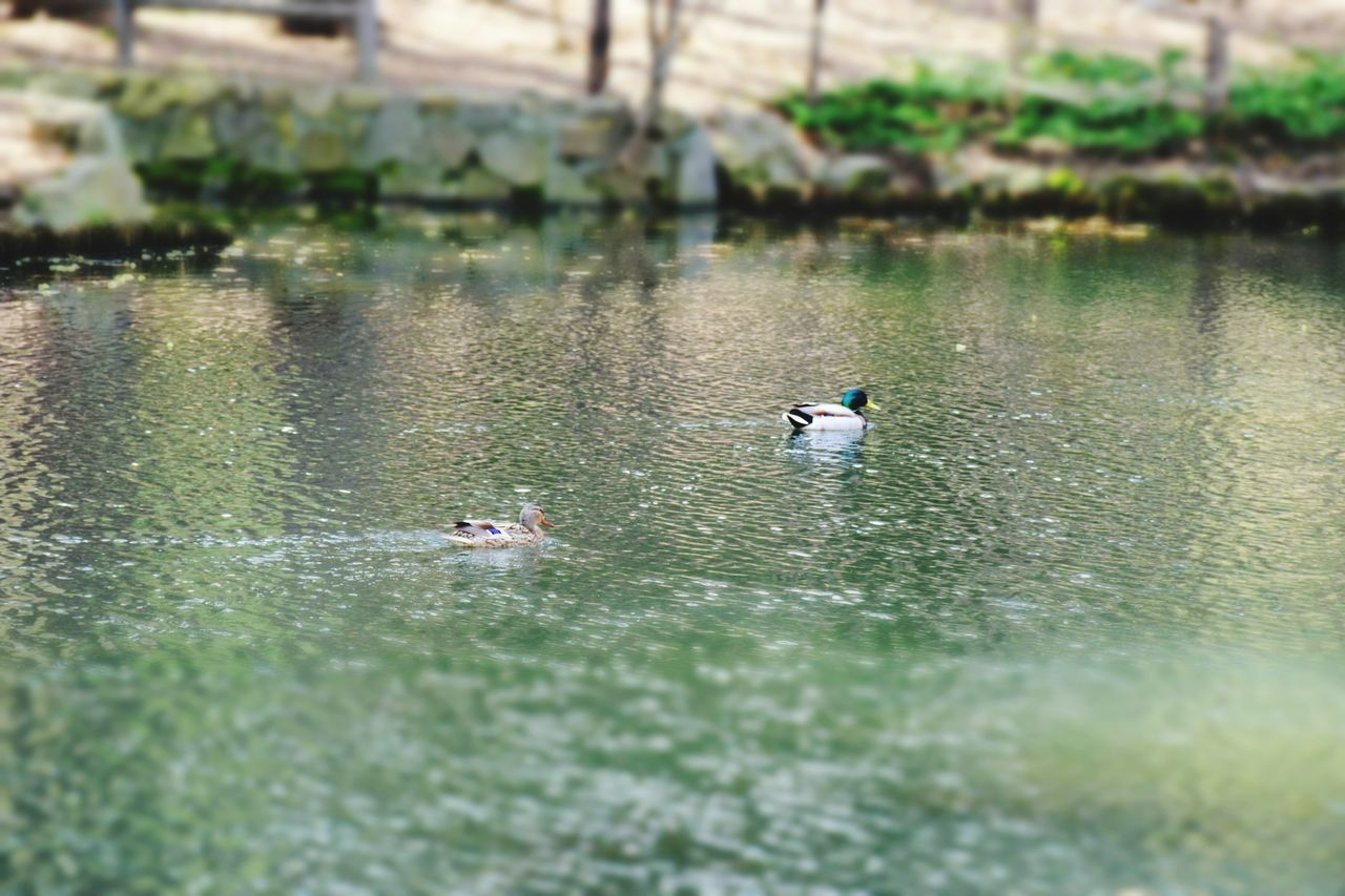 BIRDS FLYING OVER LAKE