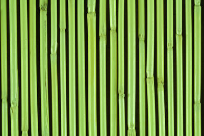 Full frame shot of bamboo plants