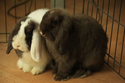 Close-up of two rabbits in cage