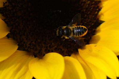 Close-up of insect on yellow flower