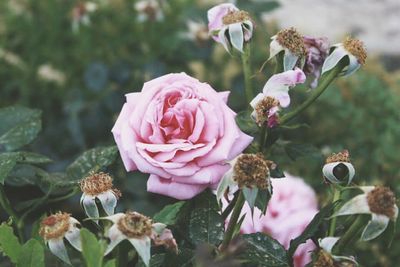 Close-up of pink flowers blooming outdoors