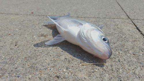Close-up of fish on sand