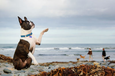 Dog looking up while sitting at beach against sky