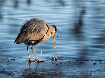 High angle view of gray heron on lake