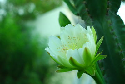 Close-up of white flowering plant