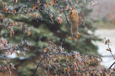 Close-up of dry leaves on branch amd a squirrel 