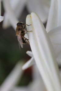 Close-up of bee on white flower