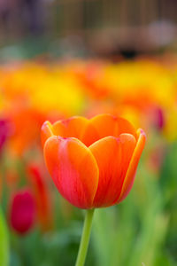 Close-up of red tulip