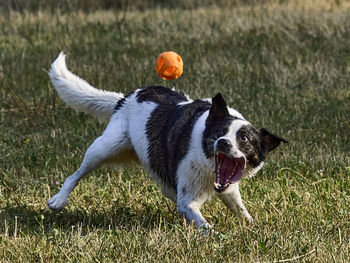 Dog running on grass