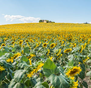 Scenic view of sunflower field against sky