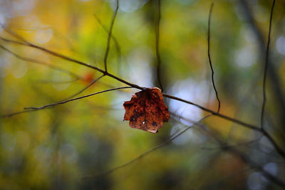 Close-up of dried leaves on plant