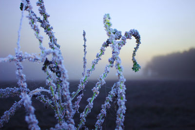 Close-up of frozen plant
