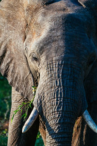 Close-up of elephant outdoors