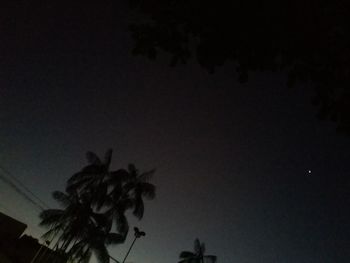 Low angle view of flower tree against sky at night