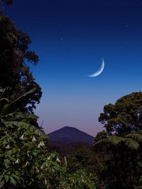 Scenic view of tree against sky at night