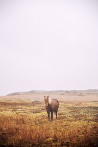 Horses in a field