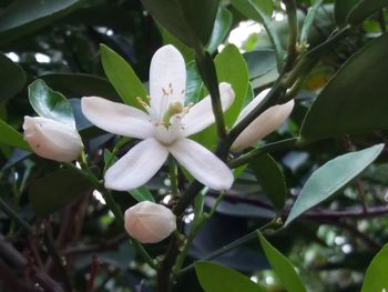 Close-up of white flowers blooming outdoors