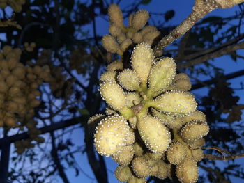 Low angle view of snow on plant