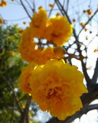 Close-up of yellow flowers blooming on tree