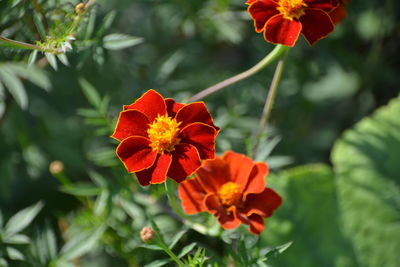 Close-up of red flower against clear sky