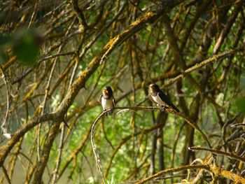 Bird perching on branch