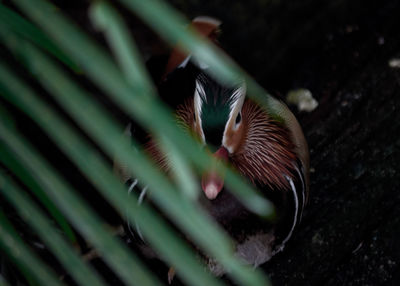 Close-up of bird