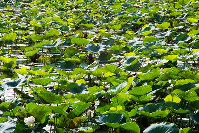 Close-up of lotus water lily