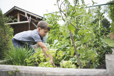 Boy gardening raised bed at back yard