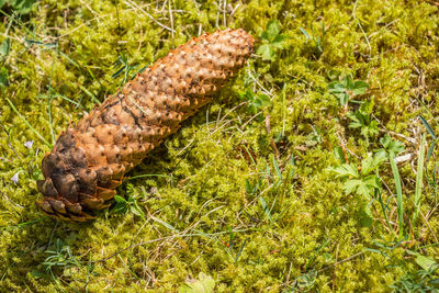 High angle view of a lizard on grass