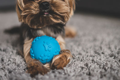 Close-up of puppy