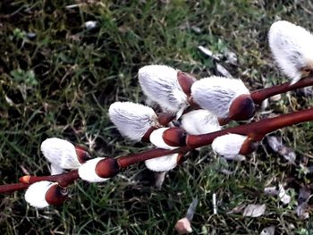 High angle view of plant growing on field