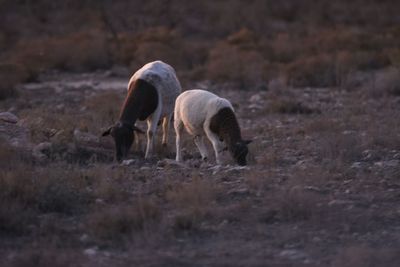 Sheep grazing on field