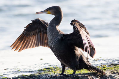 Cormorant  flying over the sea