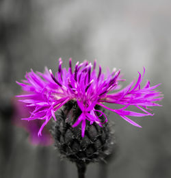 Close-up of pink flower